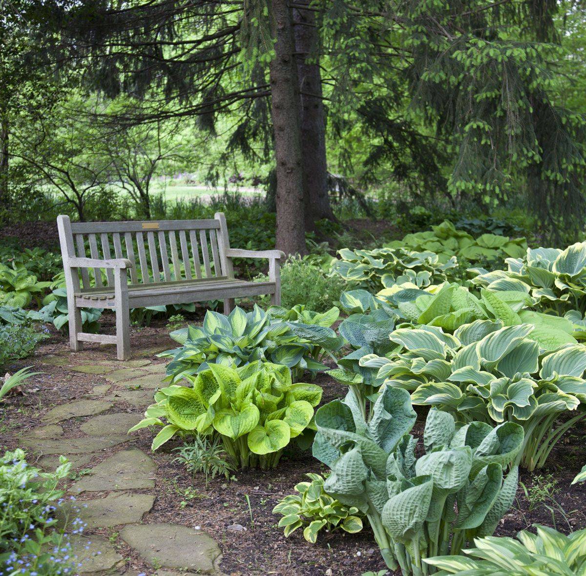 Hosta Gardens Hosta Gardens