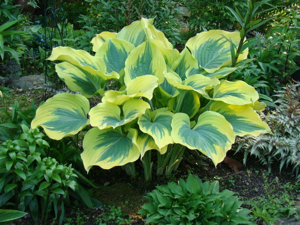 Flower Bed Flickr Photo Sharing