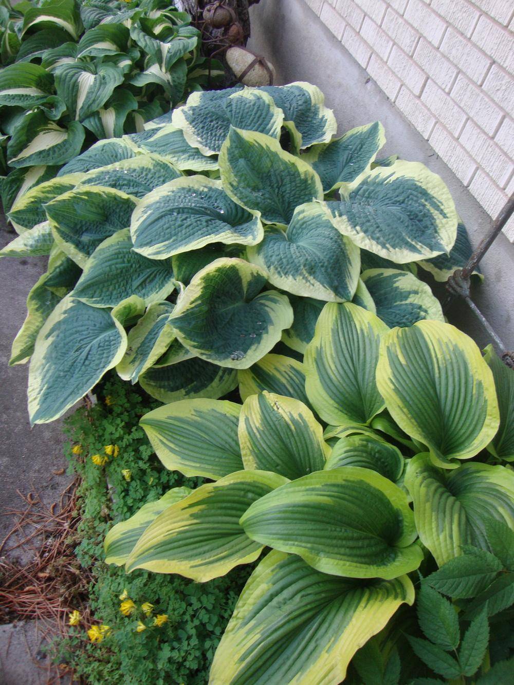 Front Landscaping Ideas