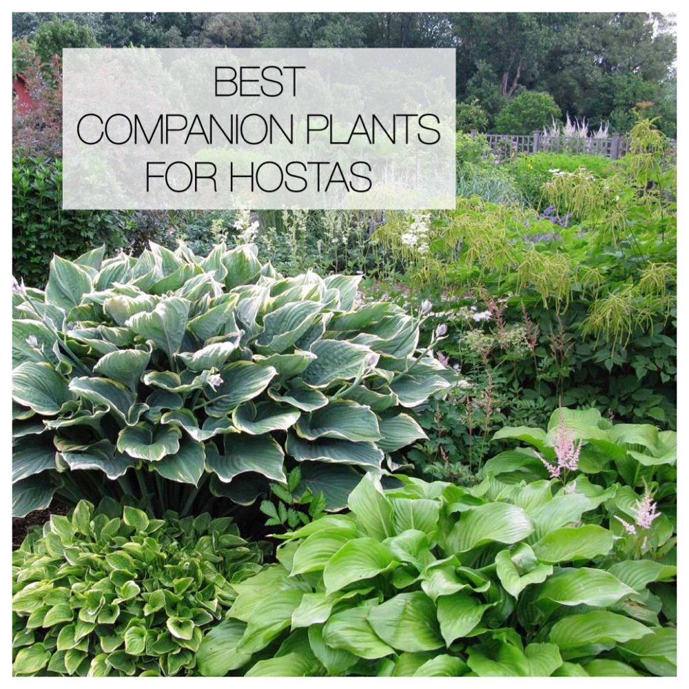 Front Landscaping Ideas