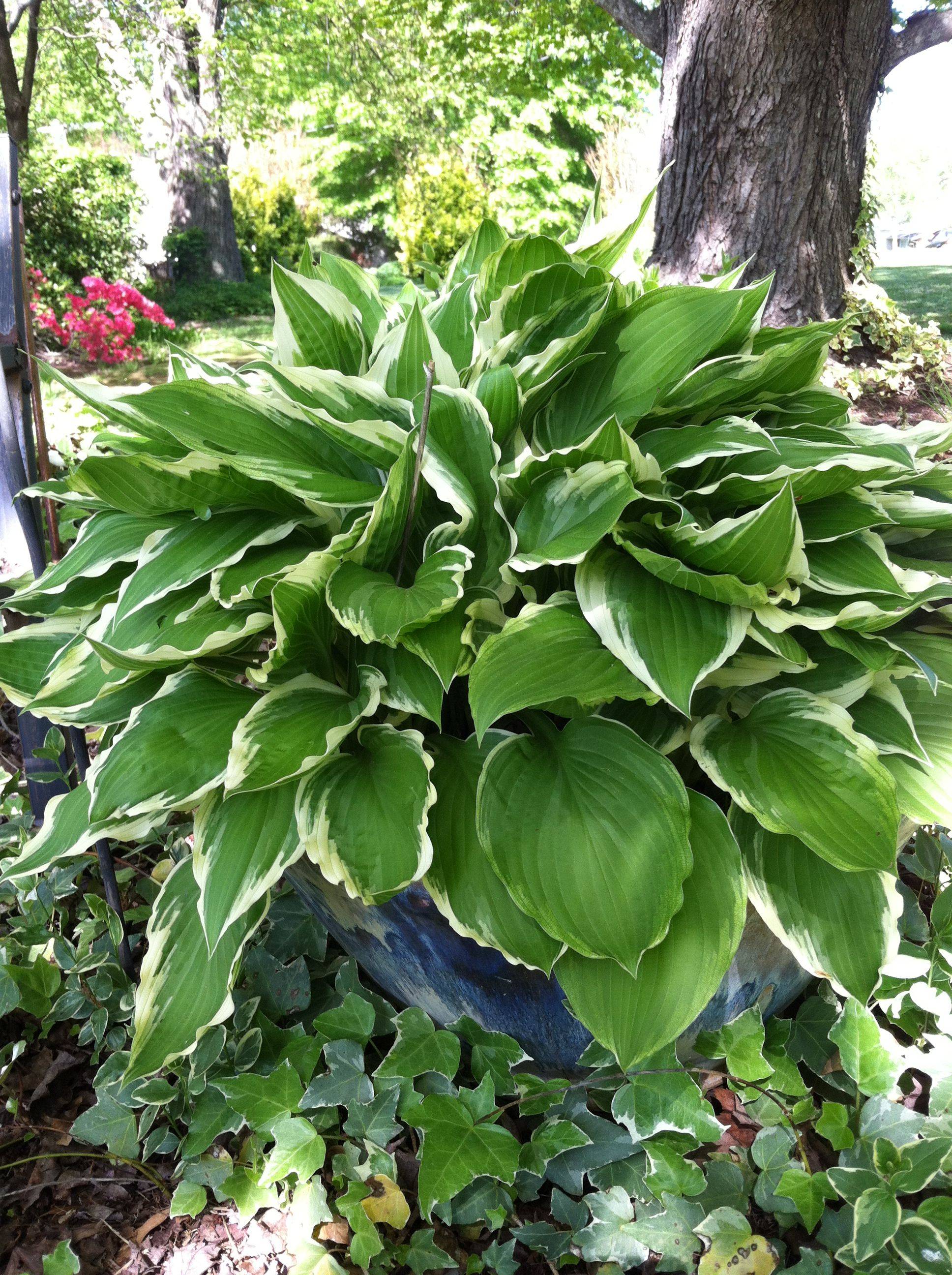 Hosta Shade Garden Front Yard Landscaping Design