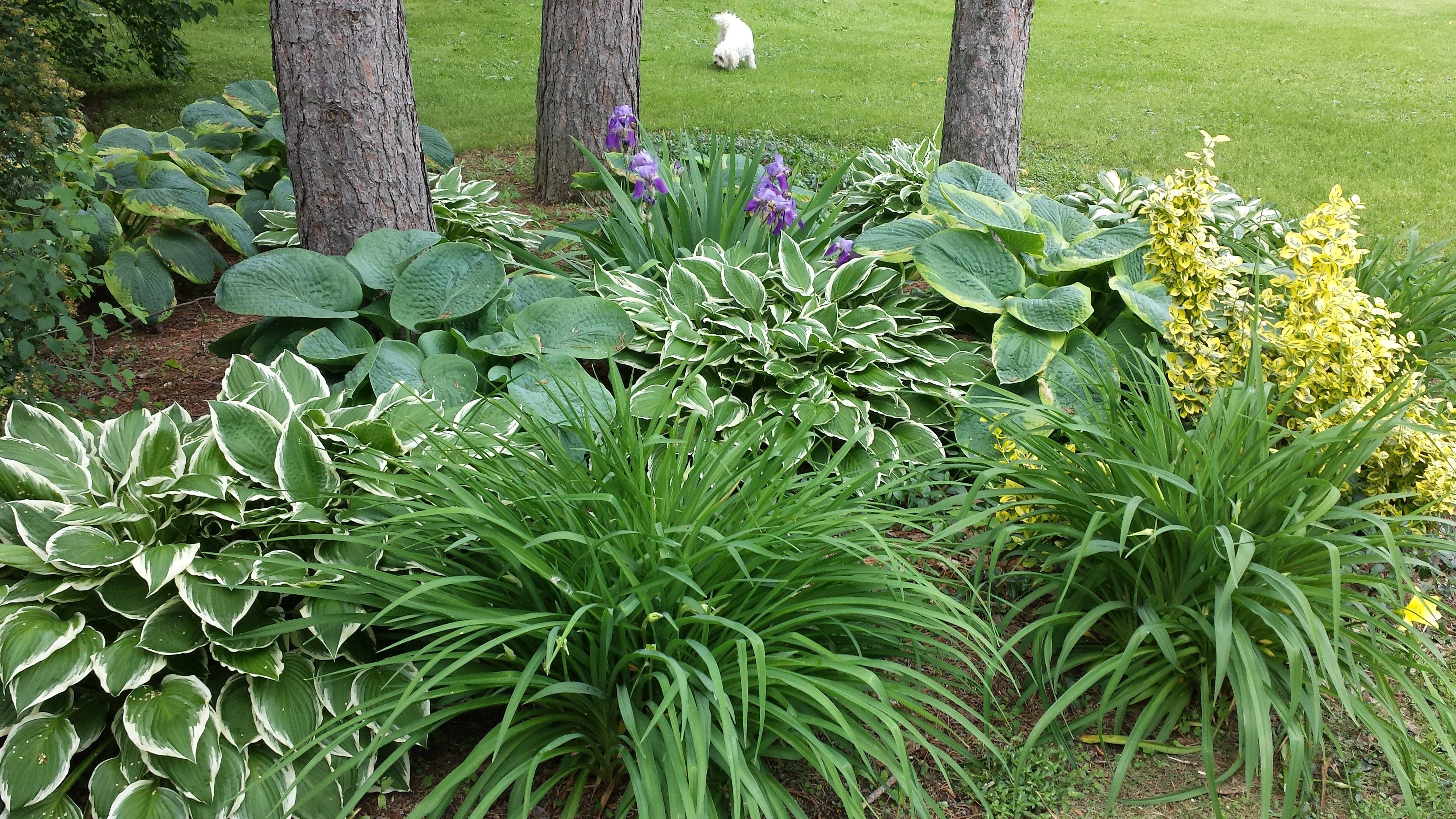 Hosta Gardens Hosta Gardens