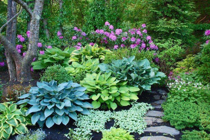 Hosta Shade Garden Front Yard Landscaping Design