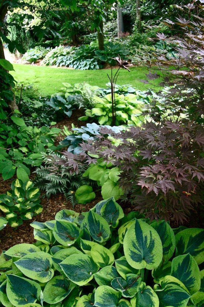 Hosta Landscaping Ideas