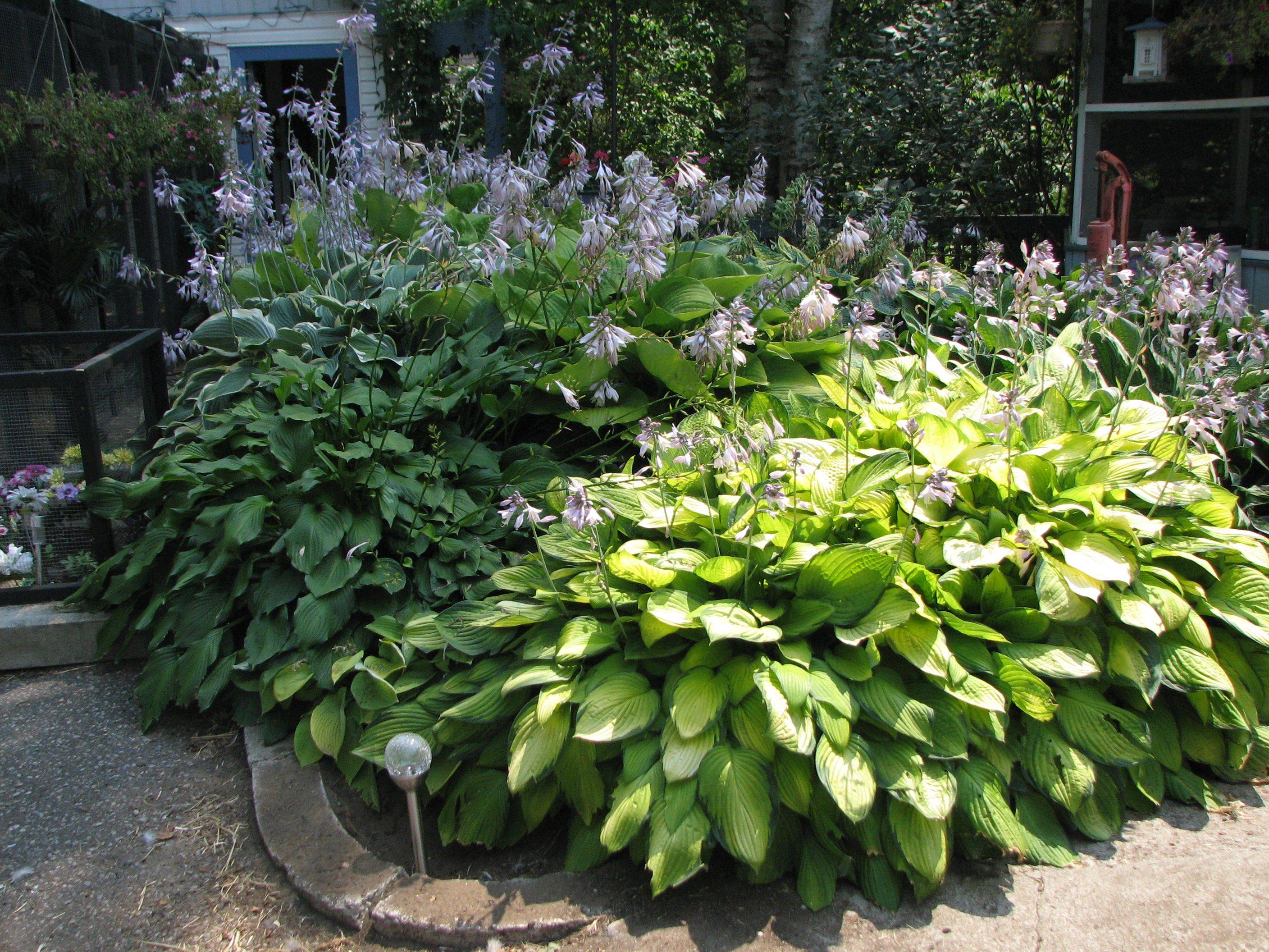 The Hosta Border Outdoorpatios Shade Garden Plants Backyard