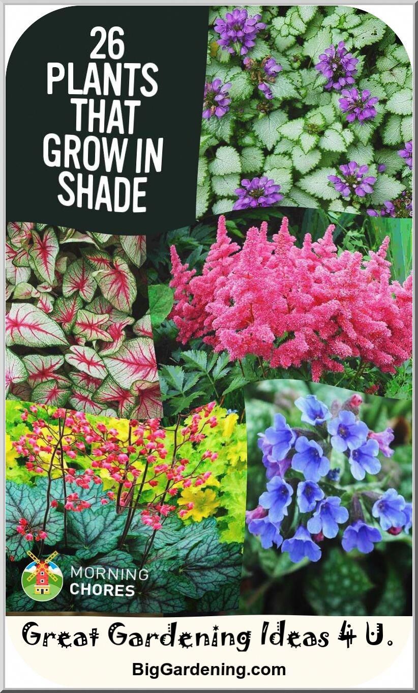 Shade Loving Plants