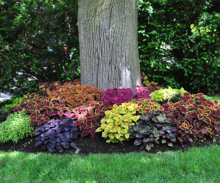 Shade Tolerant Front Yard Design Traditional Landscape Atlanta