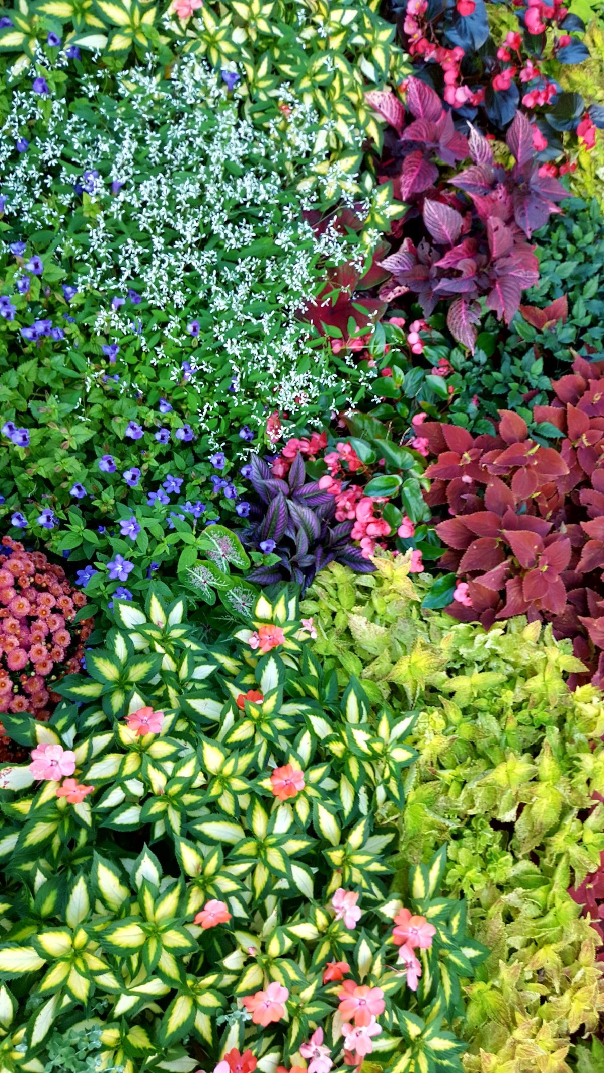 Various Shade Loving Plants