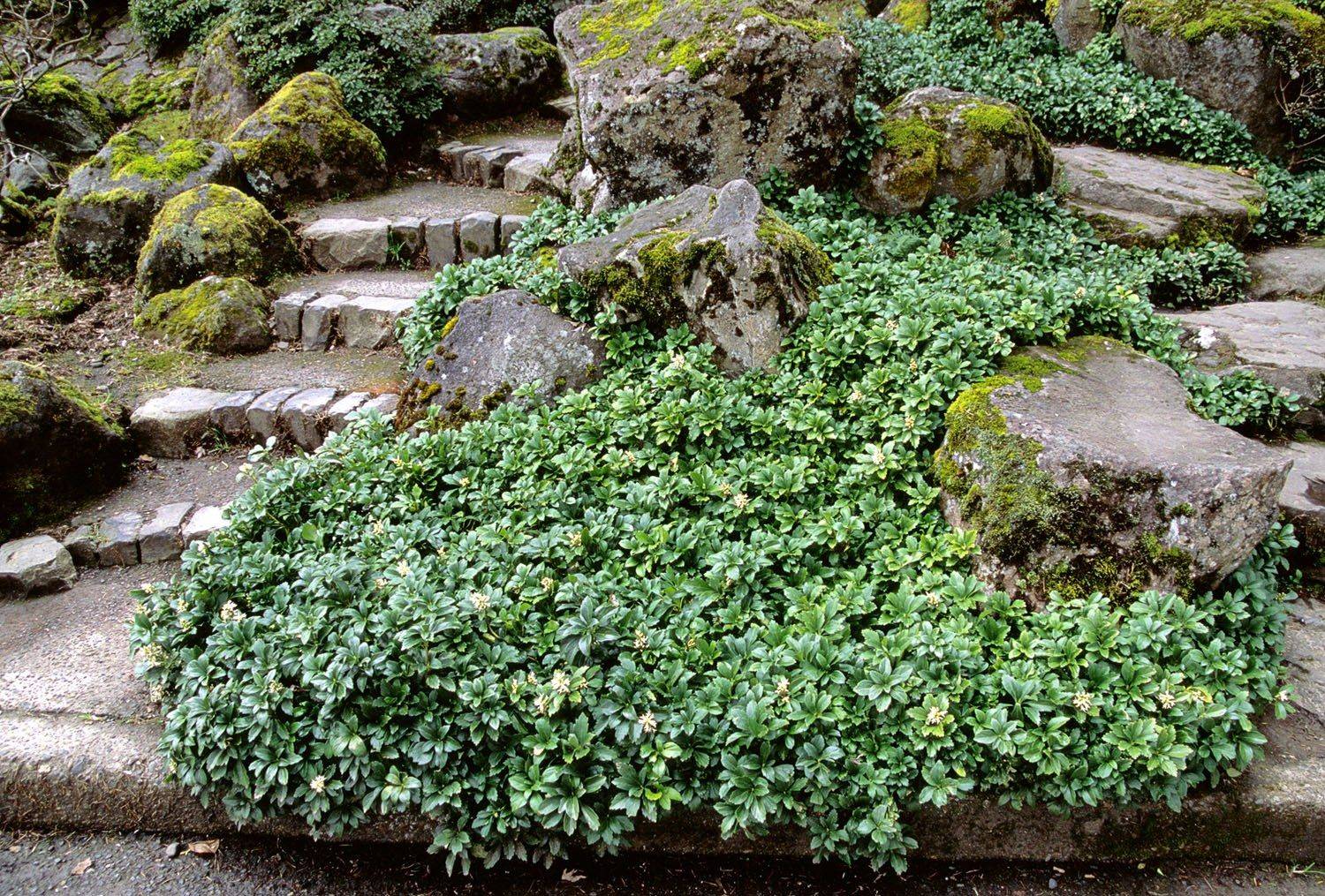 Shade Plants