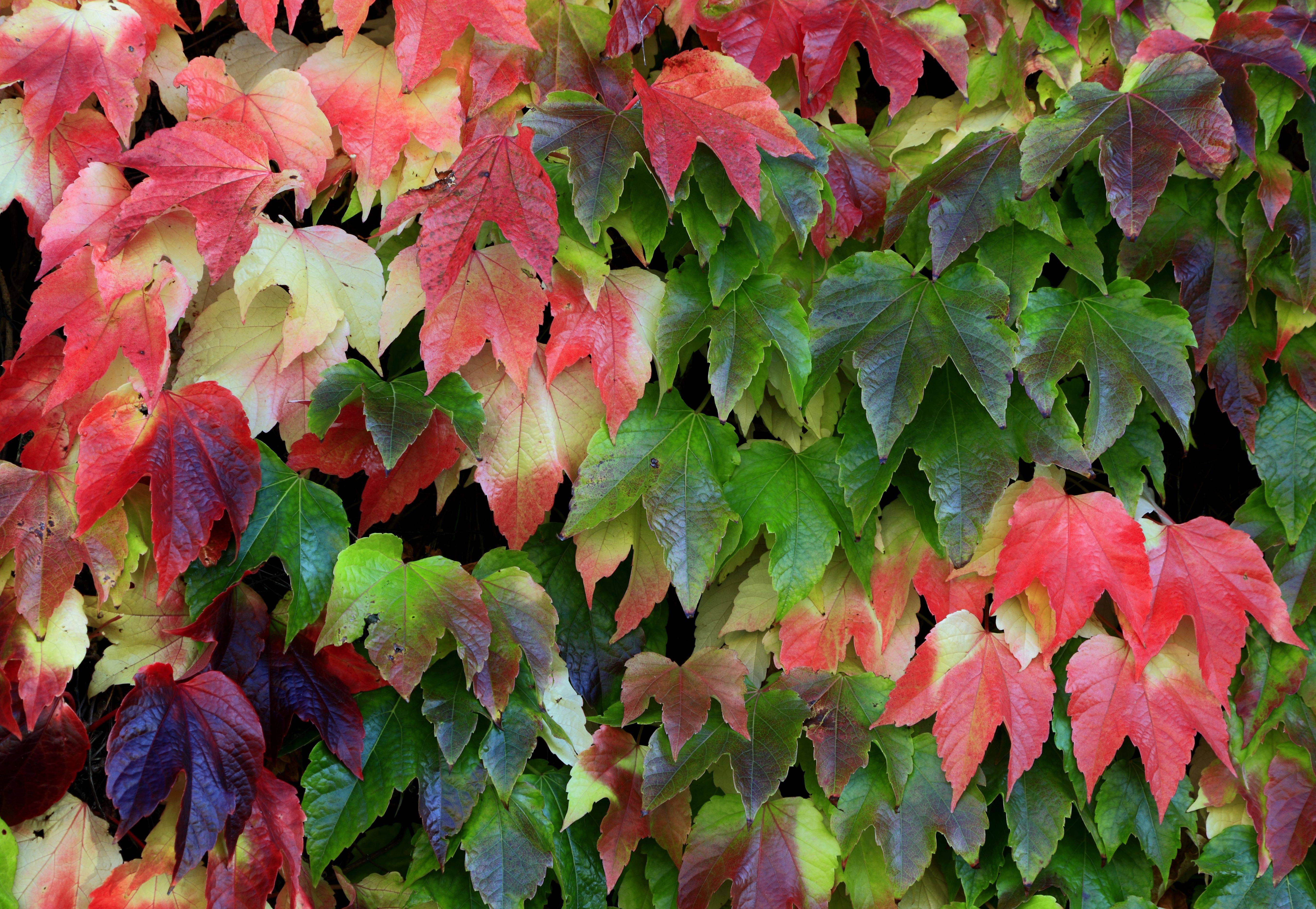 Shade Plants