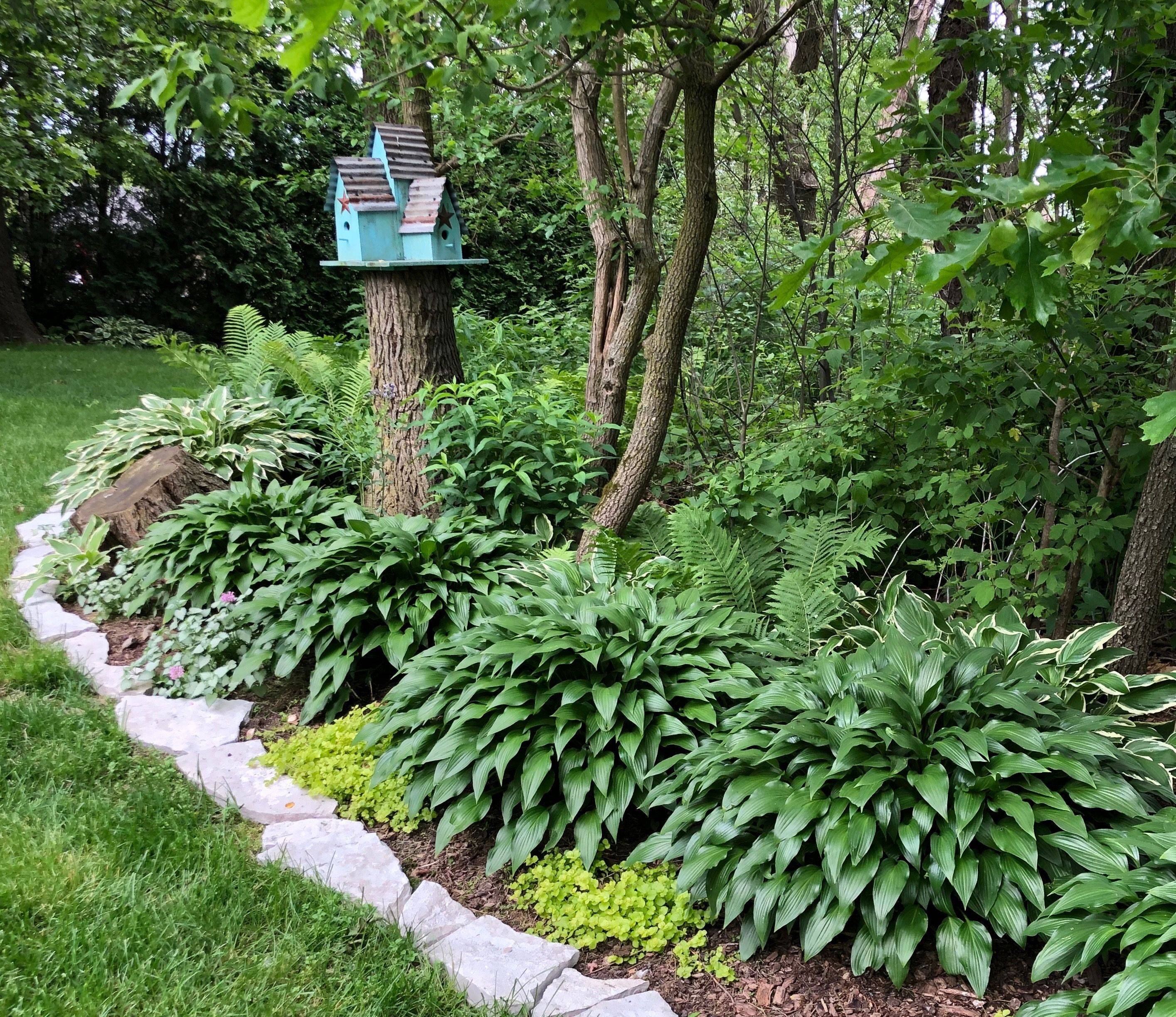 Japanese Garden Plants