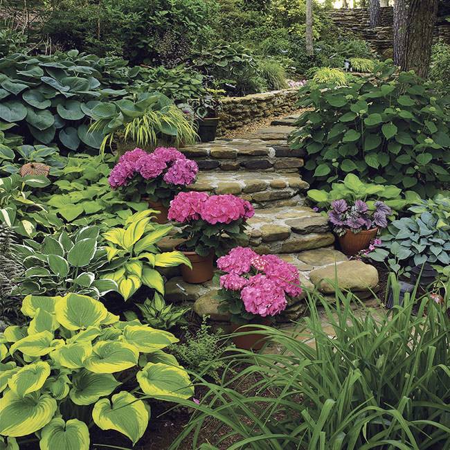 Perennial Shade Plants Zone