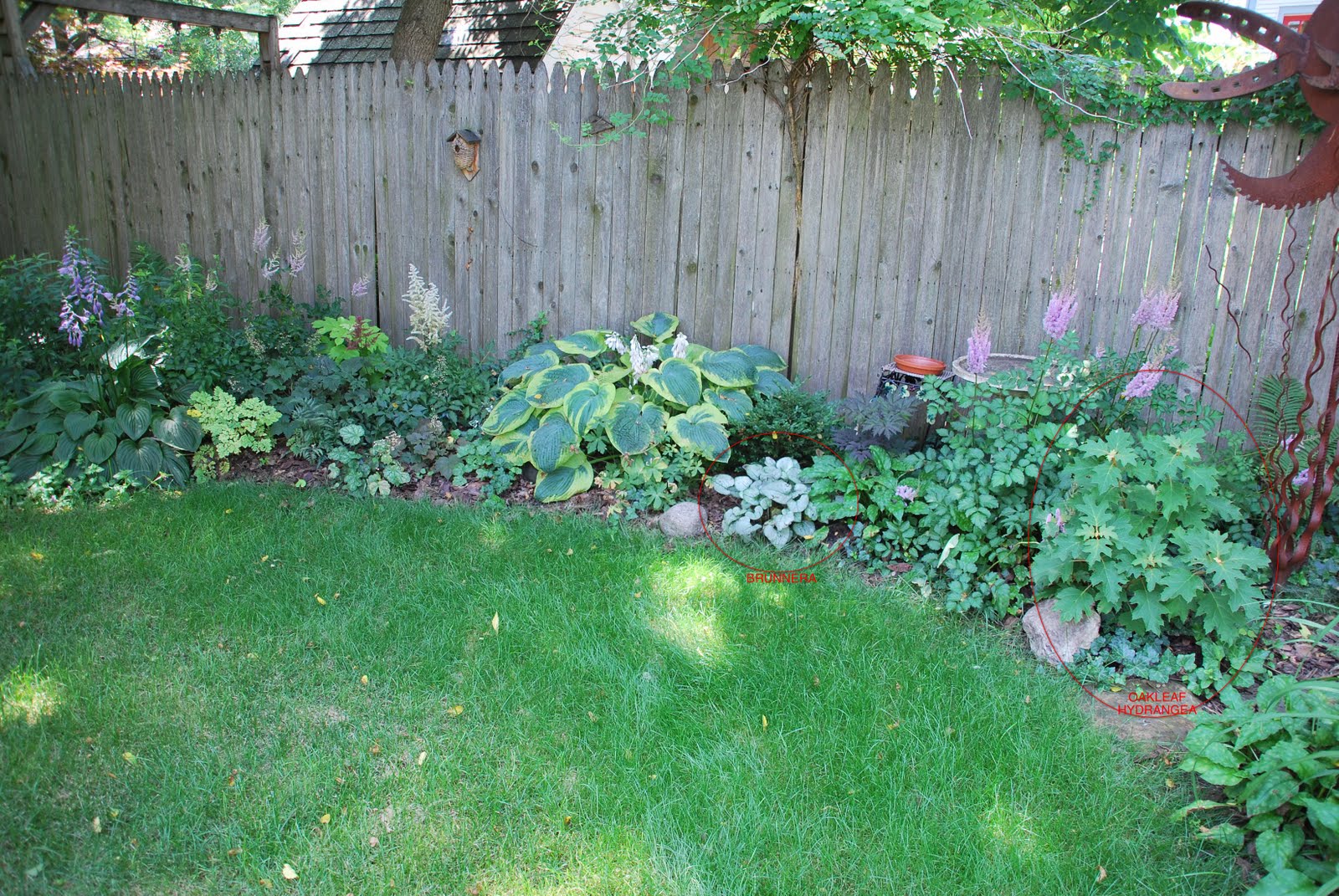 Perennial Shade Plants Zone