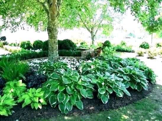 Woodland Shade Garden