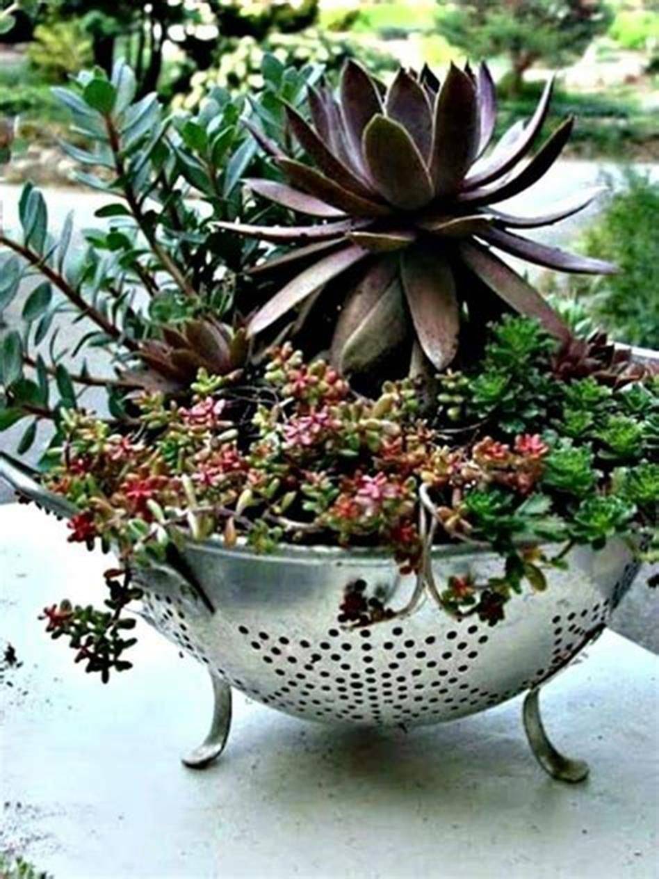 Succulents Using Interesting Containers
