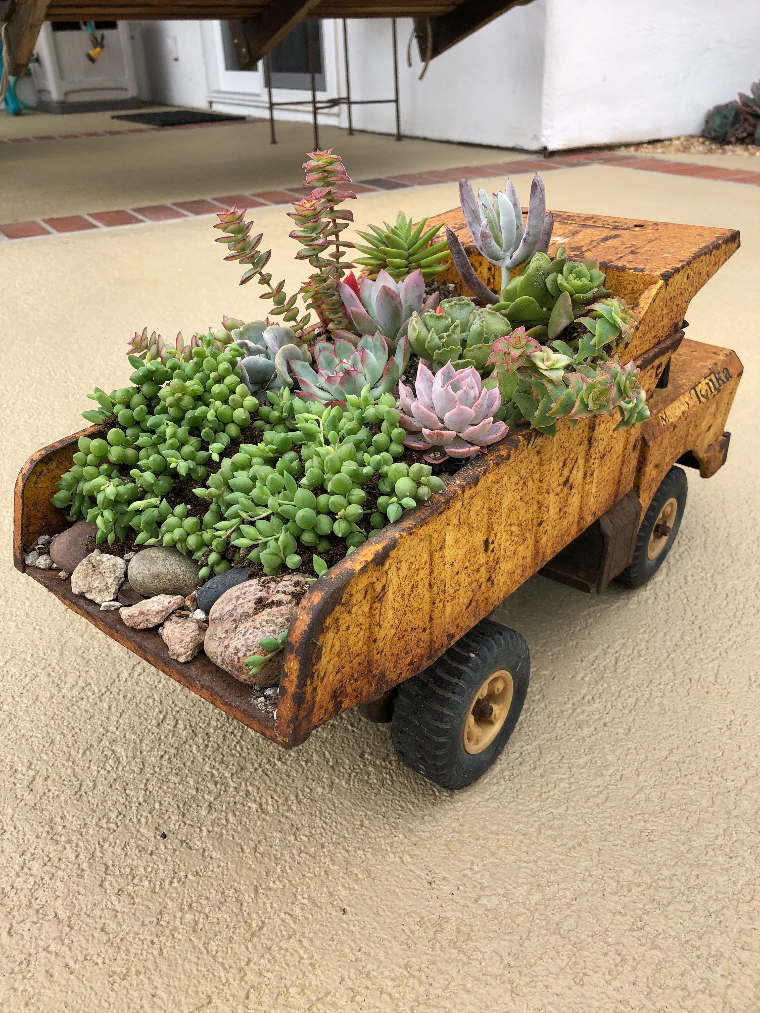 Garden Succulents