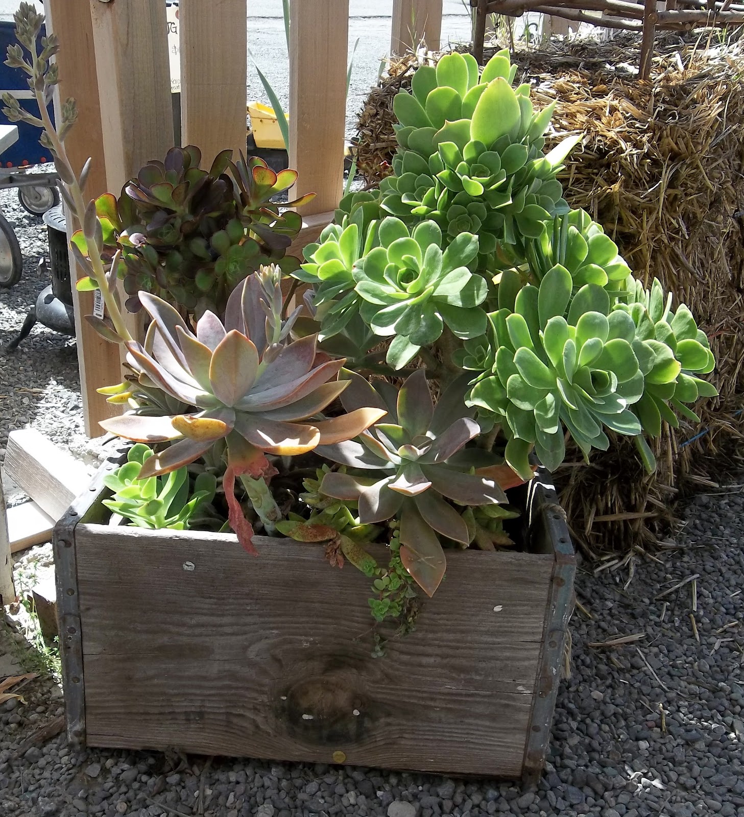 Succulent Container Garden Ideas