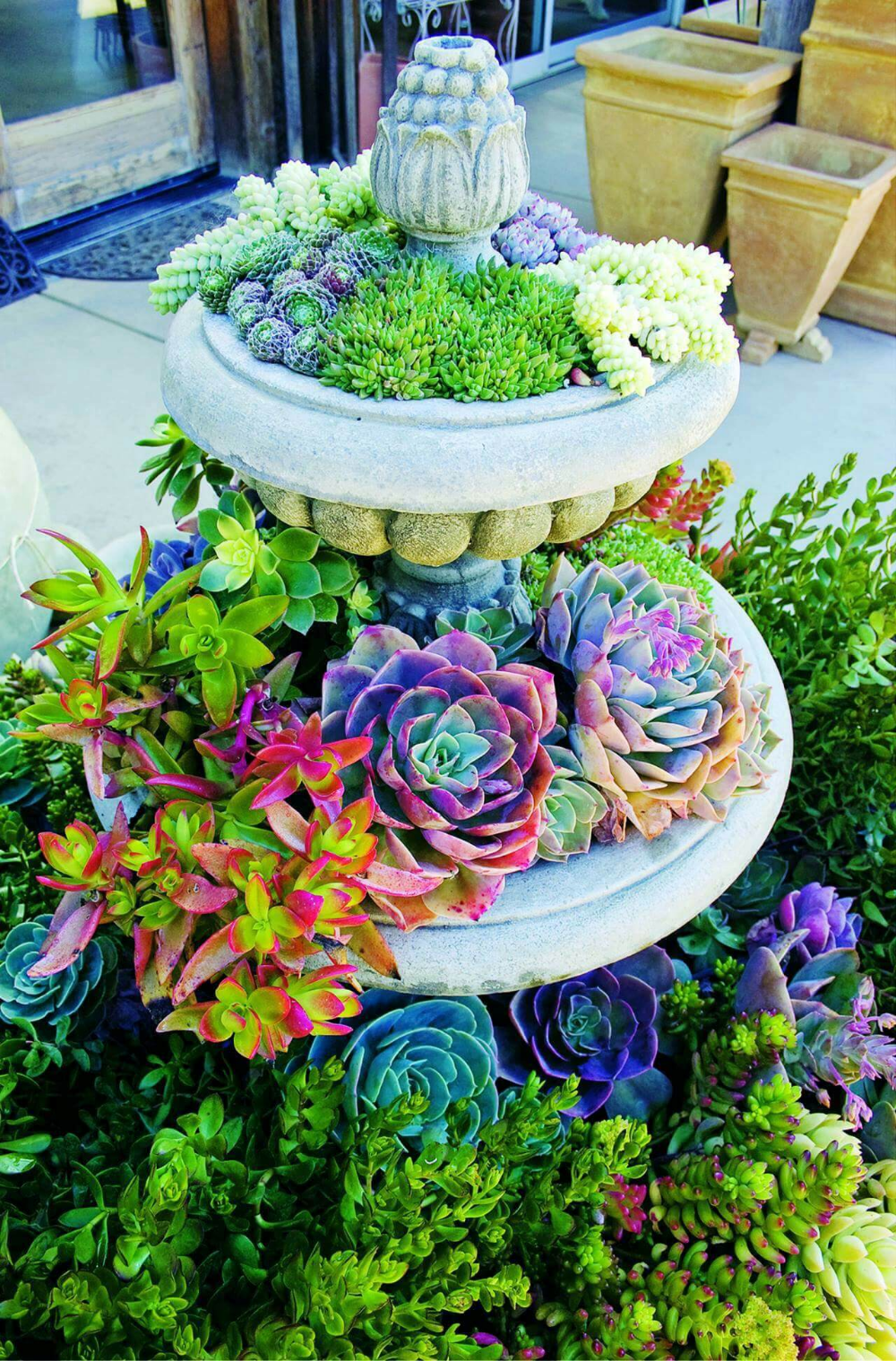 Succulent Container Garden Ideas