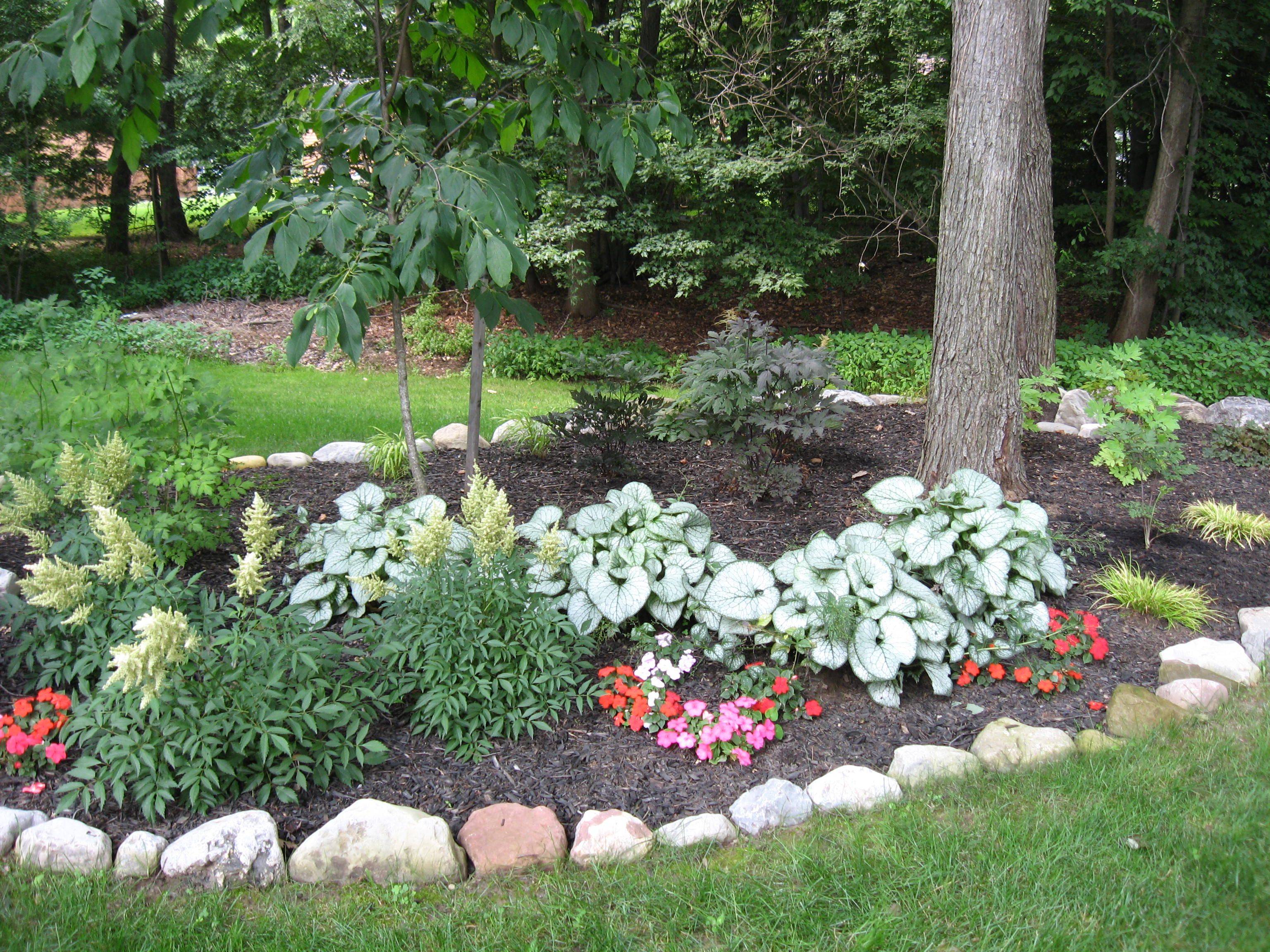 White Impatiens