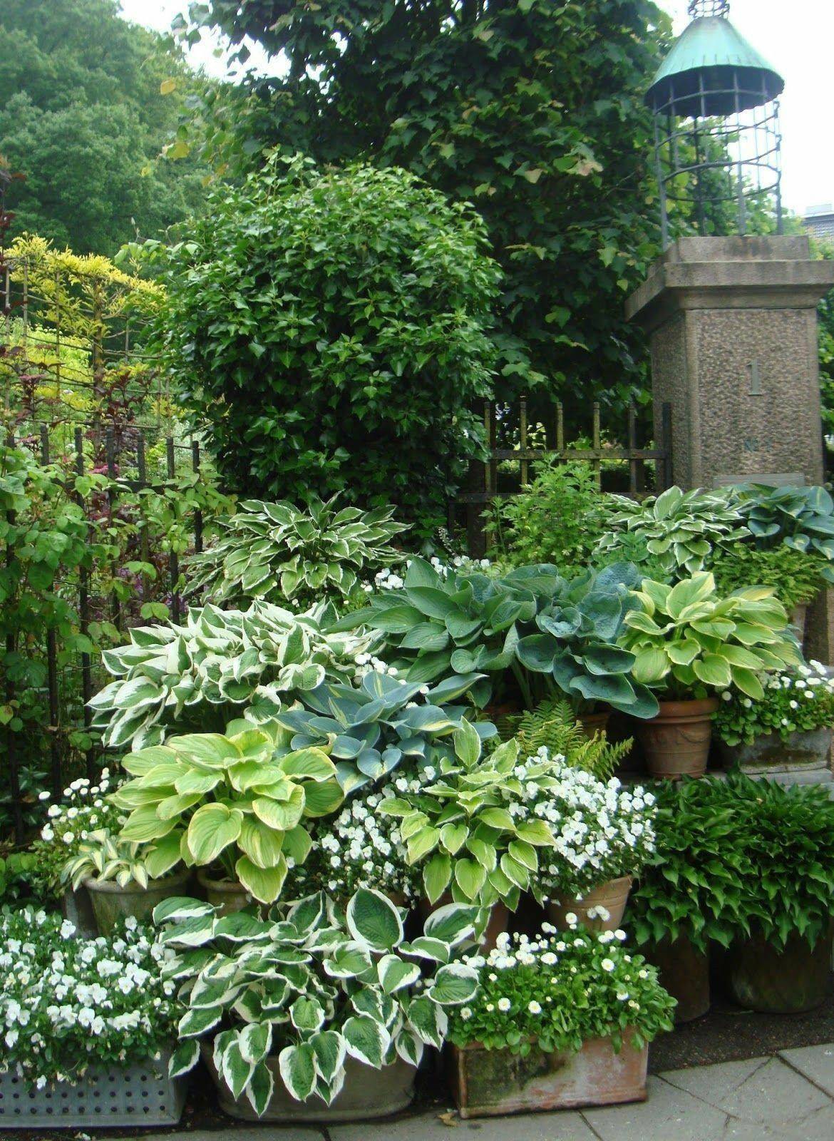 Landscaping Shade Plants