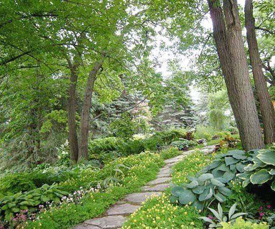 A Minnesota Shade Garden