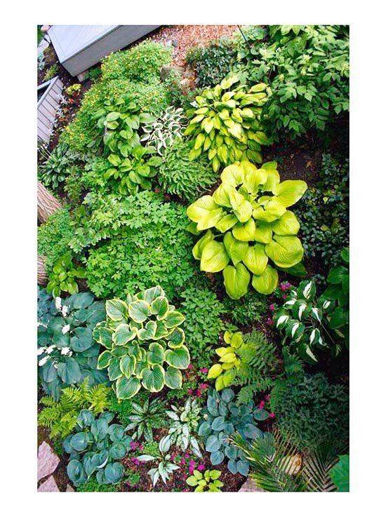 A Minnesota Shade Garden