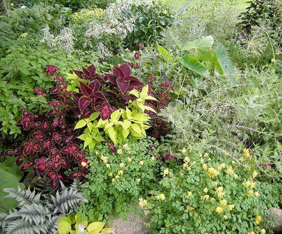 A Minnesota Shade Garden
