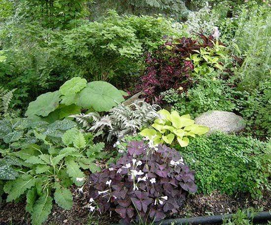 Shade Landscaping