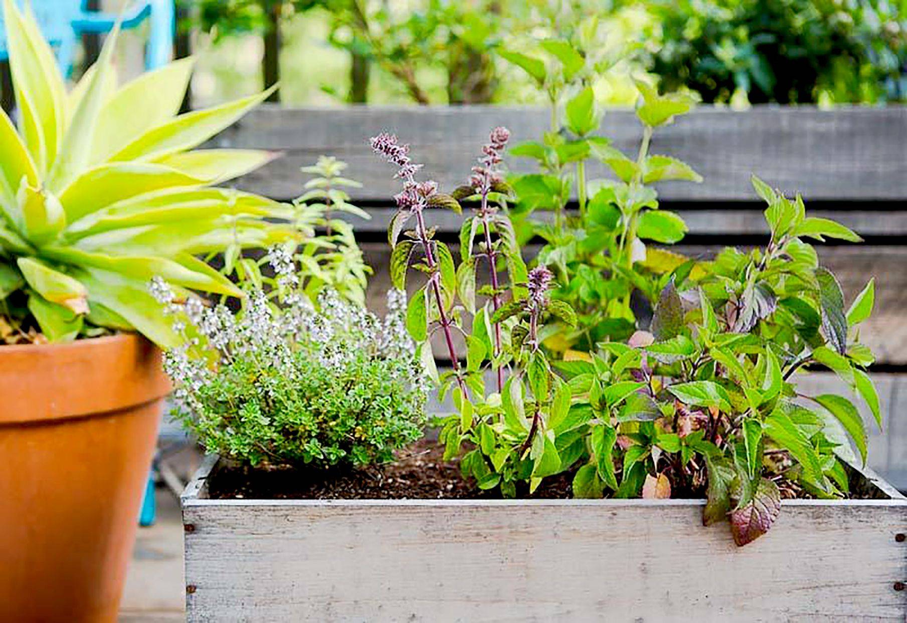 Best Indoor Herb Gardens