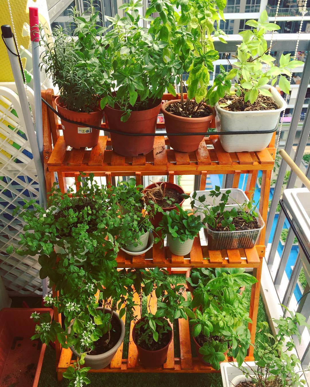 A Colorful Indoor Herb Garden