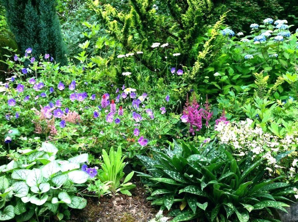 Plantslandscaping Design Garden Ideas