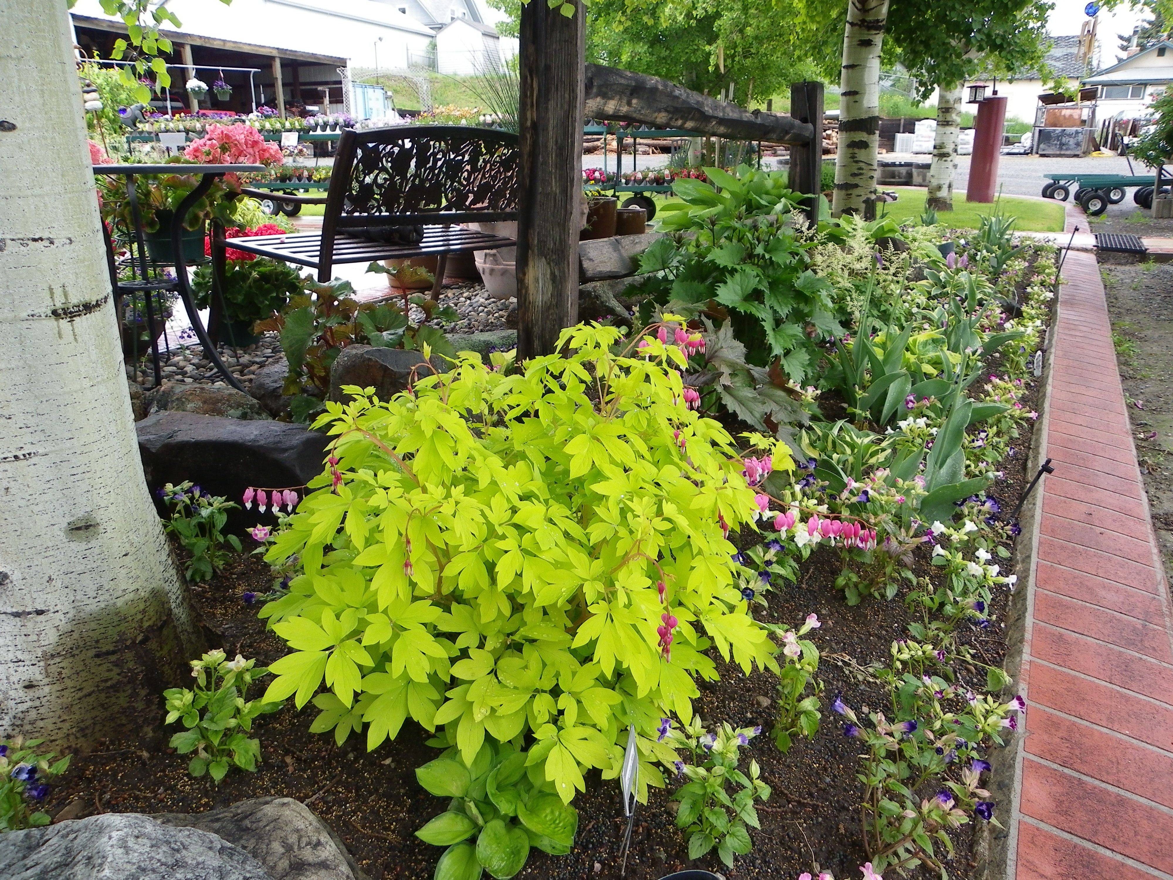 Shade Garden Easy Care