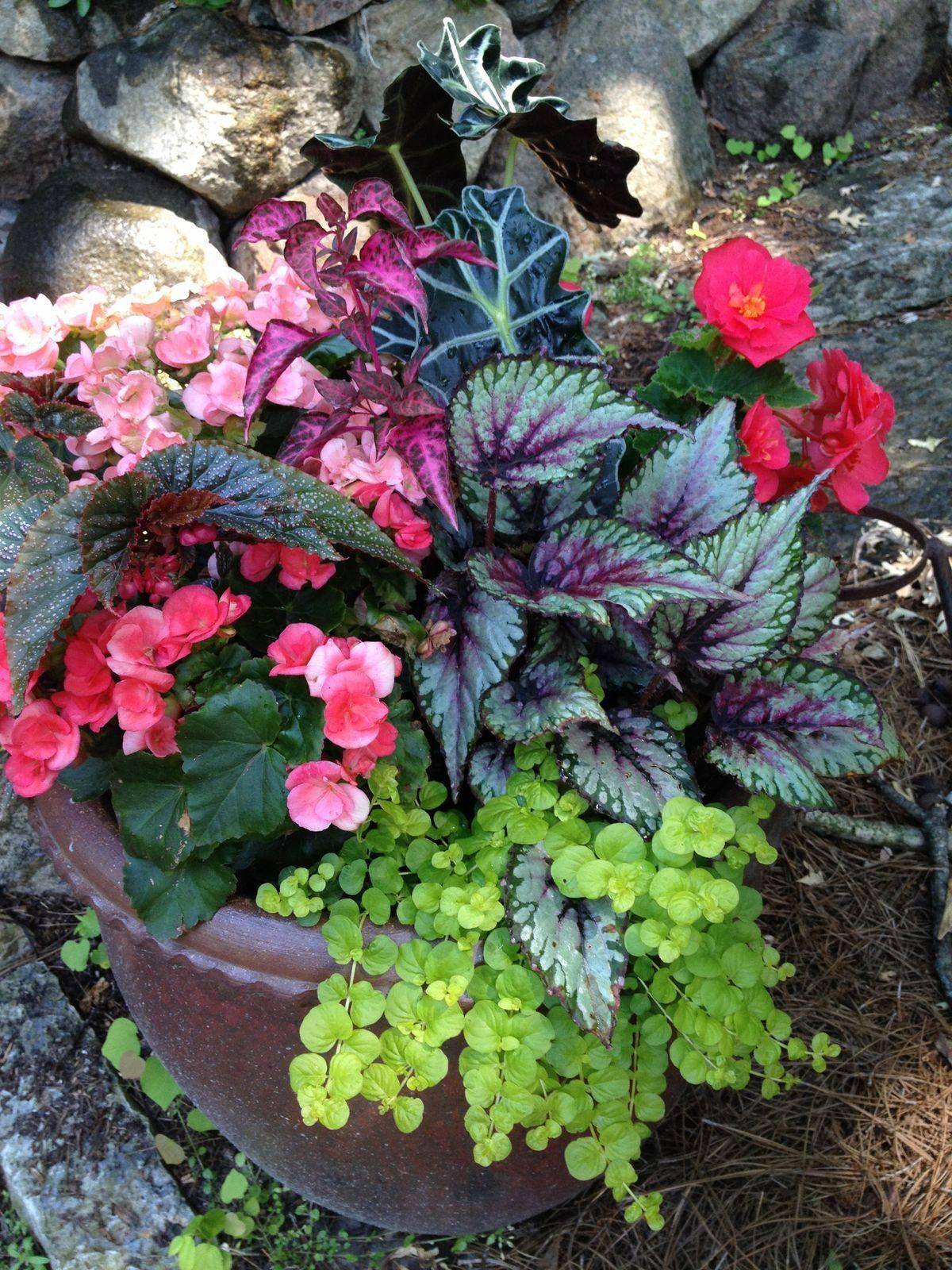 Beautiful Shade Planter