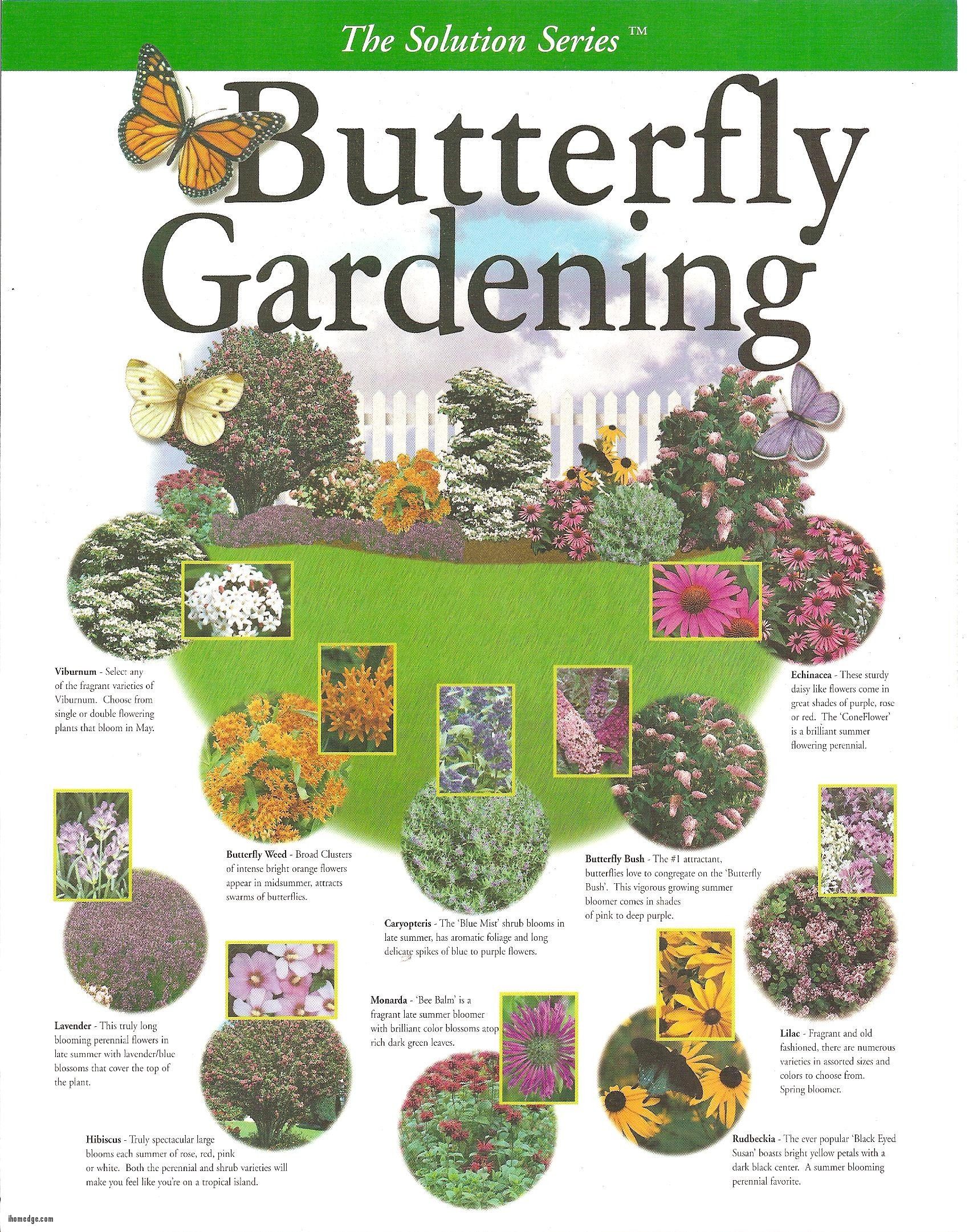 Butterfly Garden Design