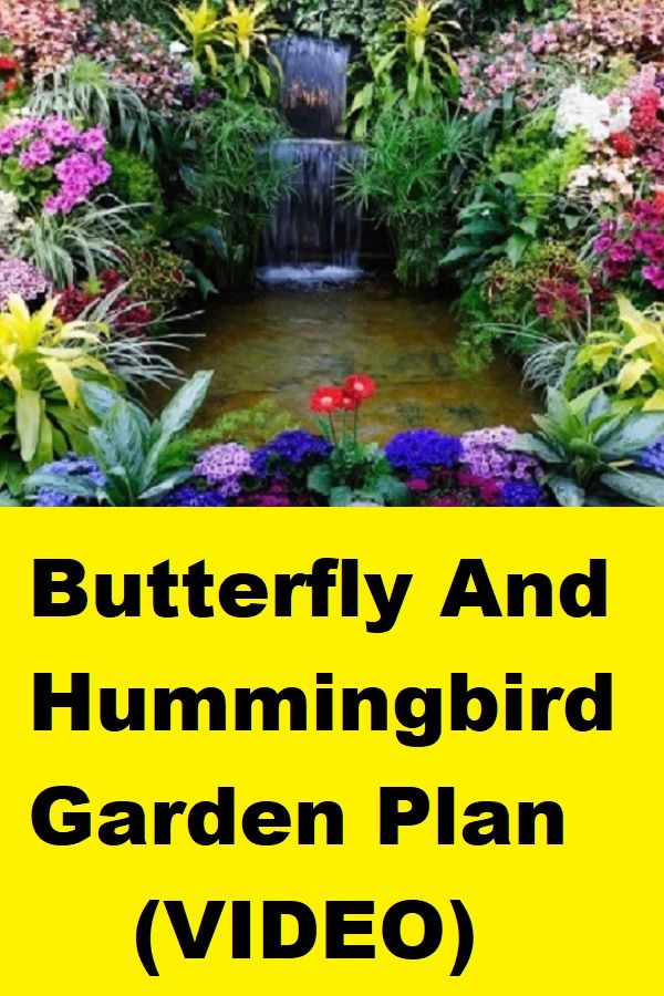 19 Butterfly Hummingbird Garden Plans Ideas For This Year SharonSable