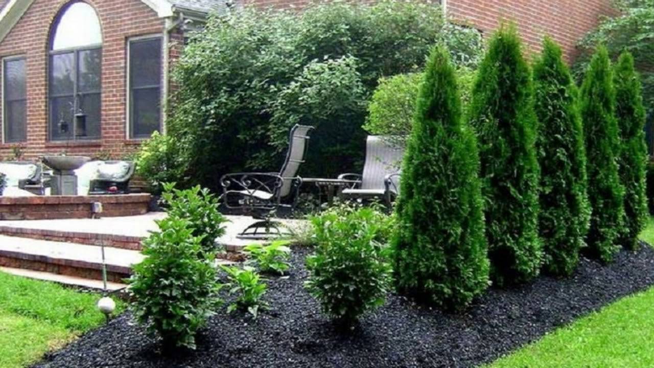 Pine Trees Landscaping Ideas Garden Tabs