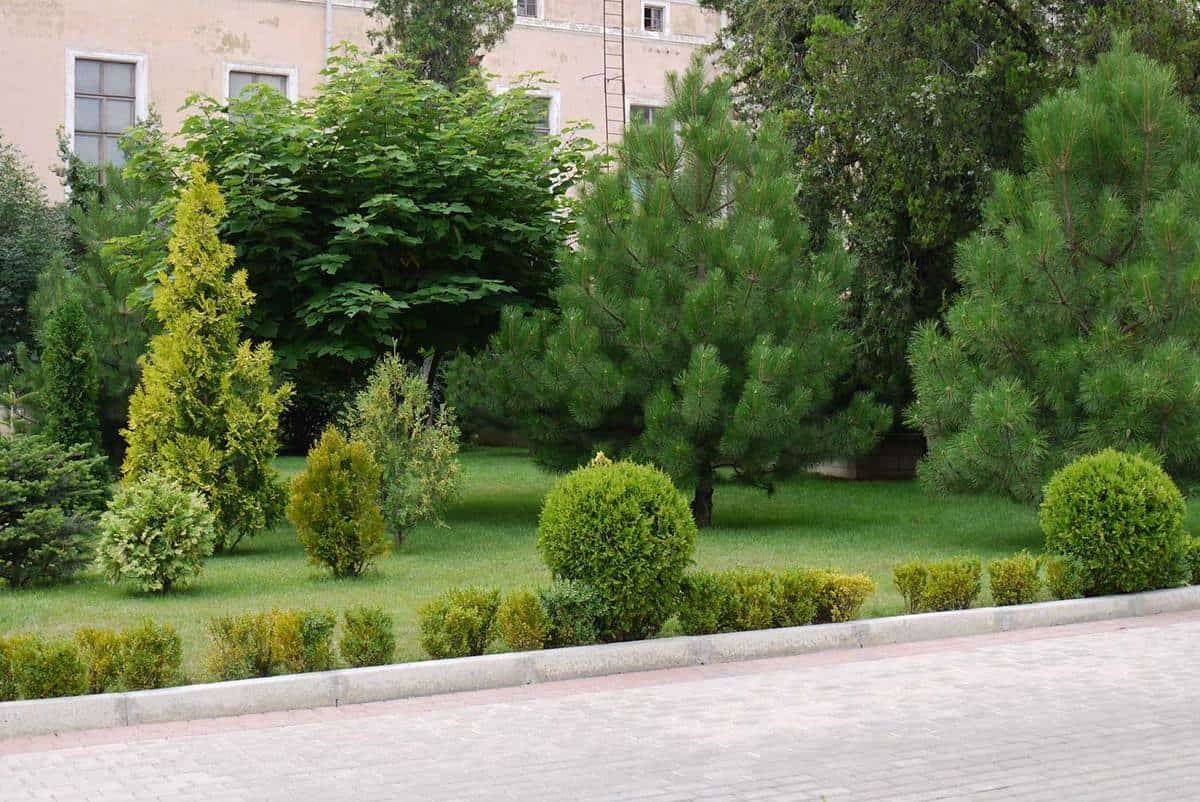 Pine Trees Landscaping Ideas Garden Tabs