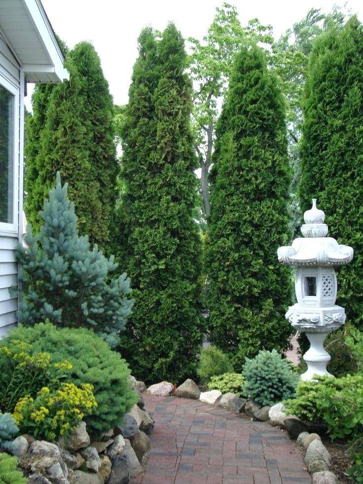 Pine Trees Landscaping Ideas Garden Tabs
