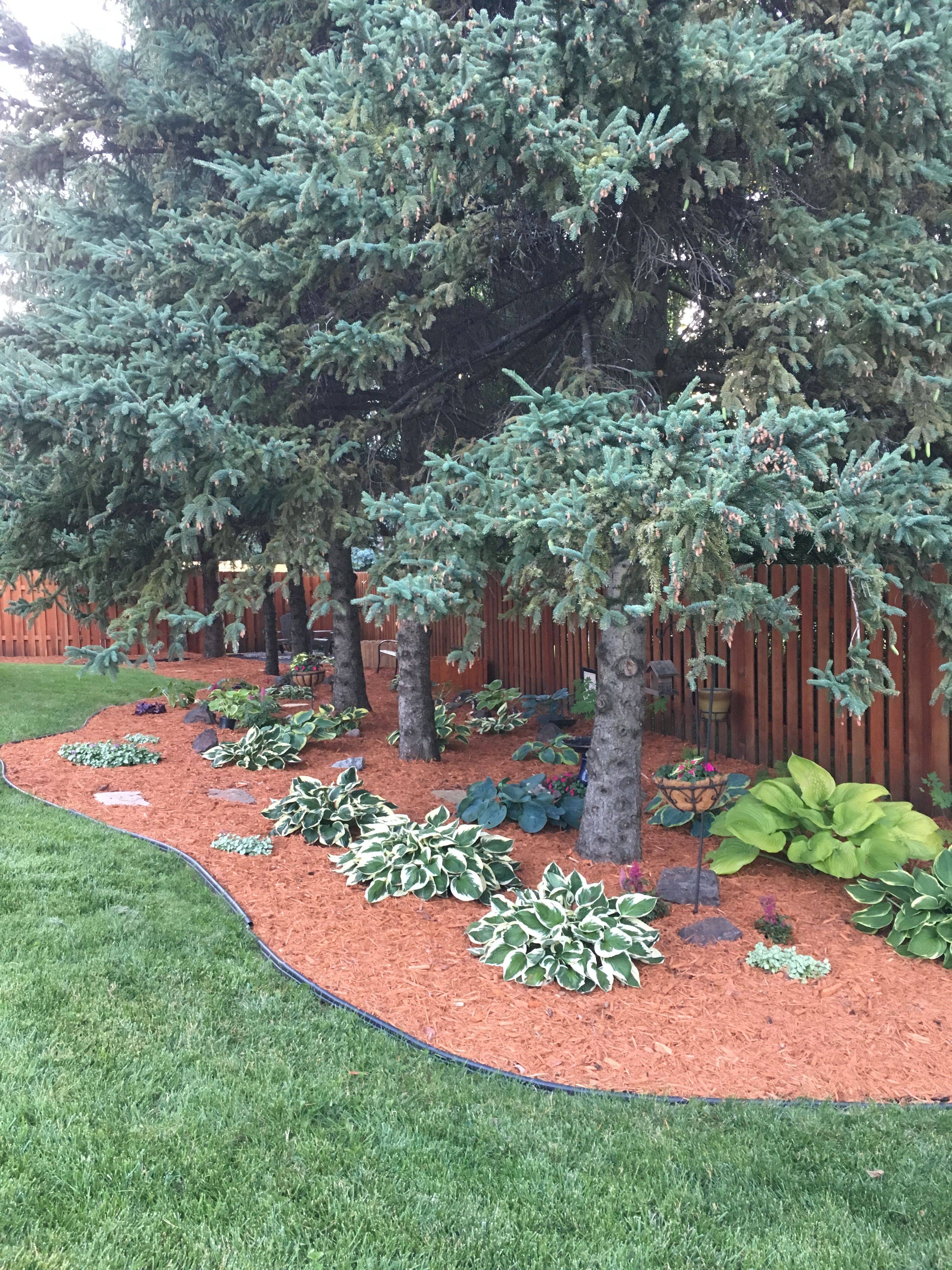 Two Huge Pine Trees