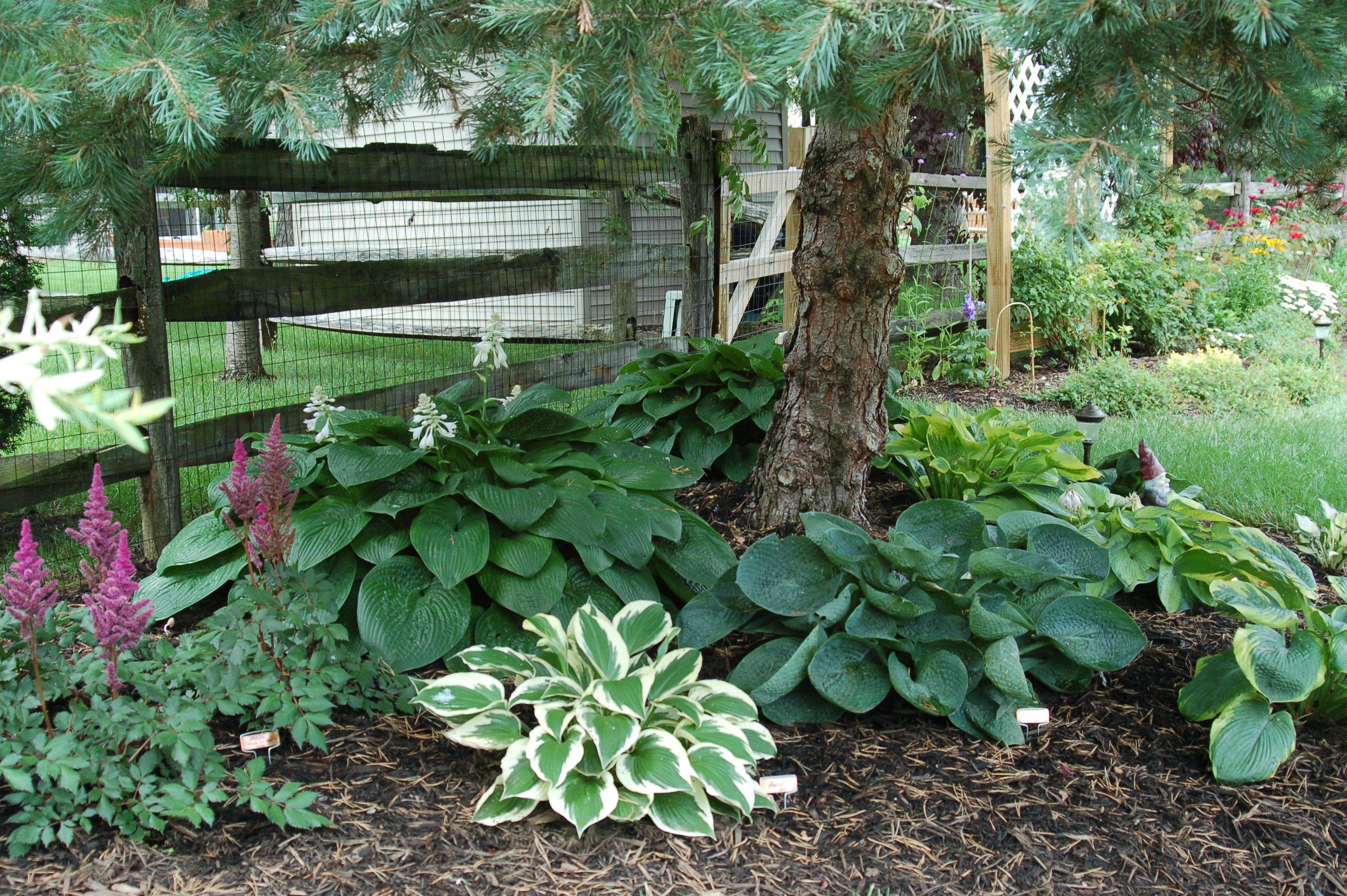 Hosta Garden Hosta Gardens