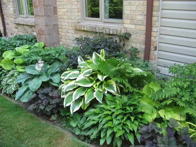 Hosta Garden Hosta Gardens