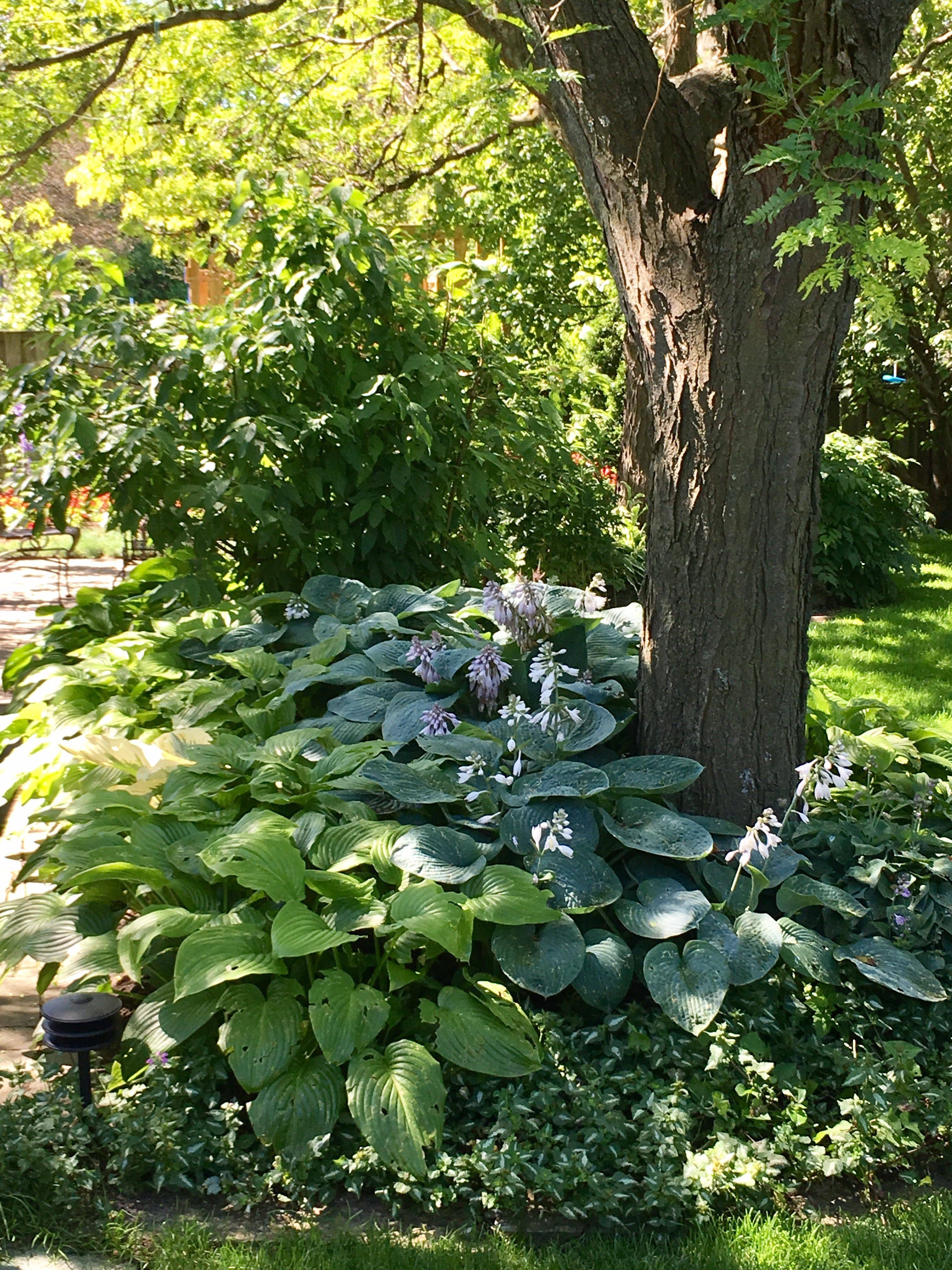 Hosta Garden Layout Ideas