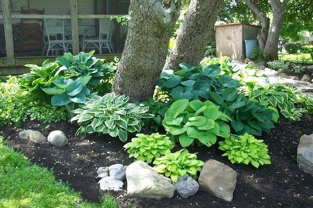 Hostas And Lambs Ears