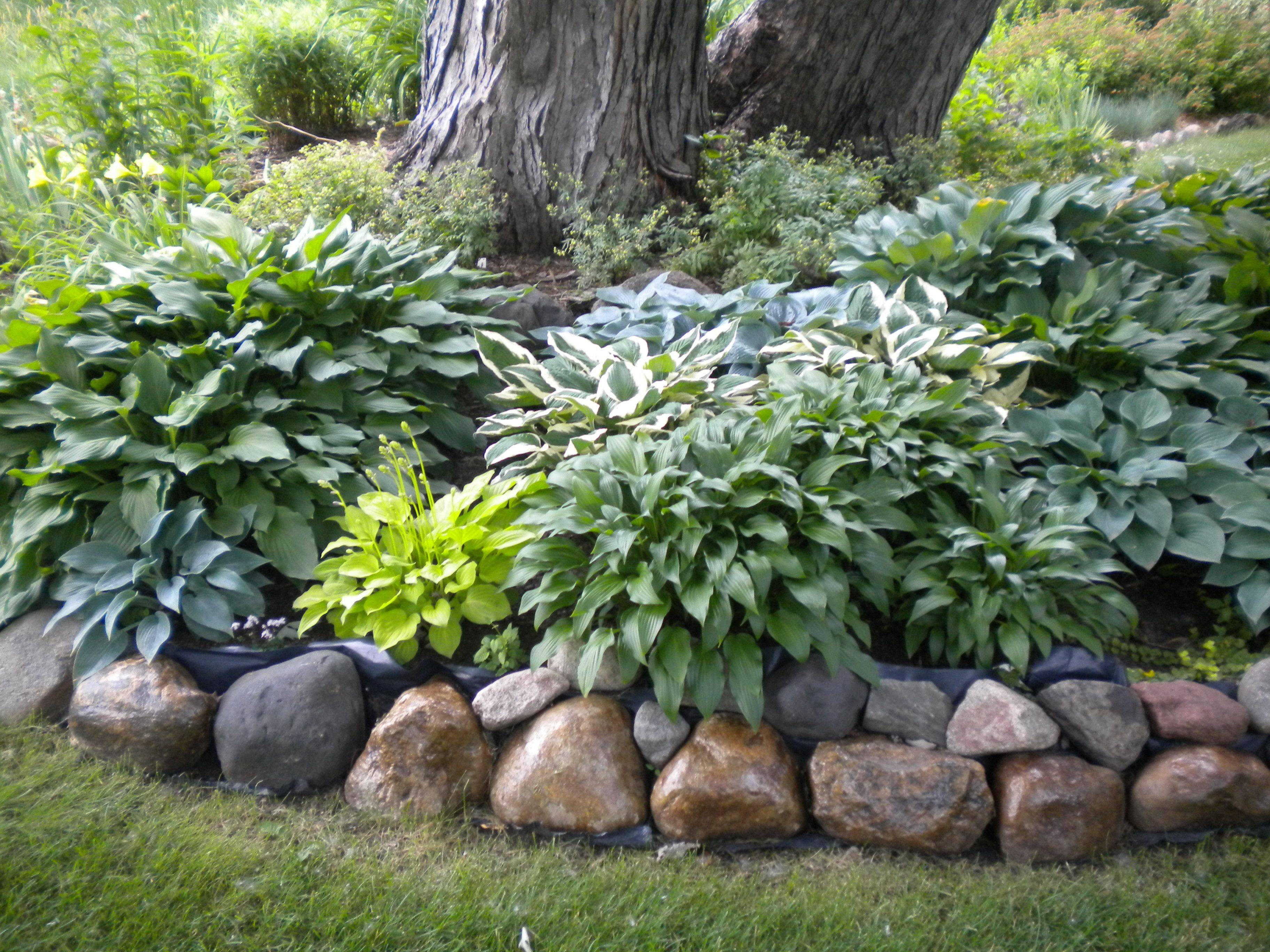 Shade Garden Plant