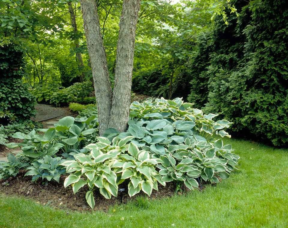 The Hosta Border Outdoorpatios Shade Garden Plants Backyard