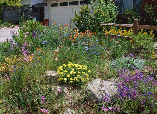 California Native Garden