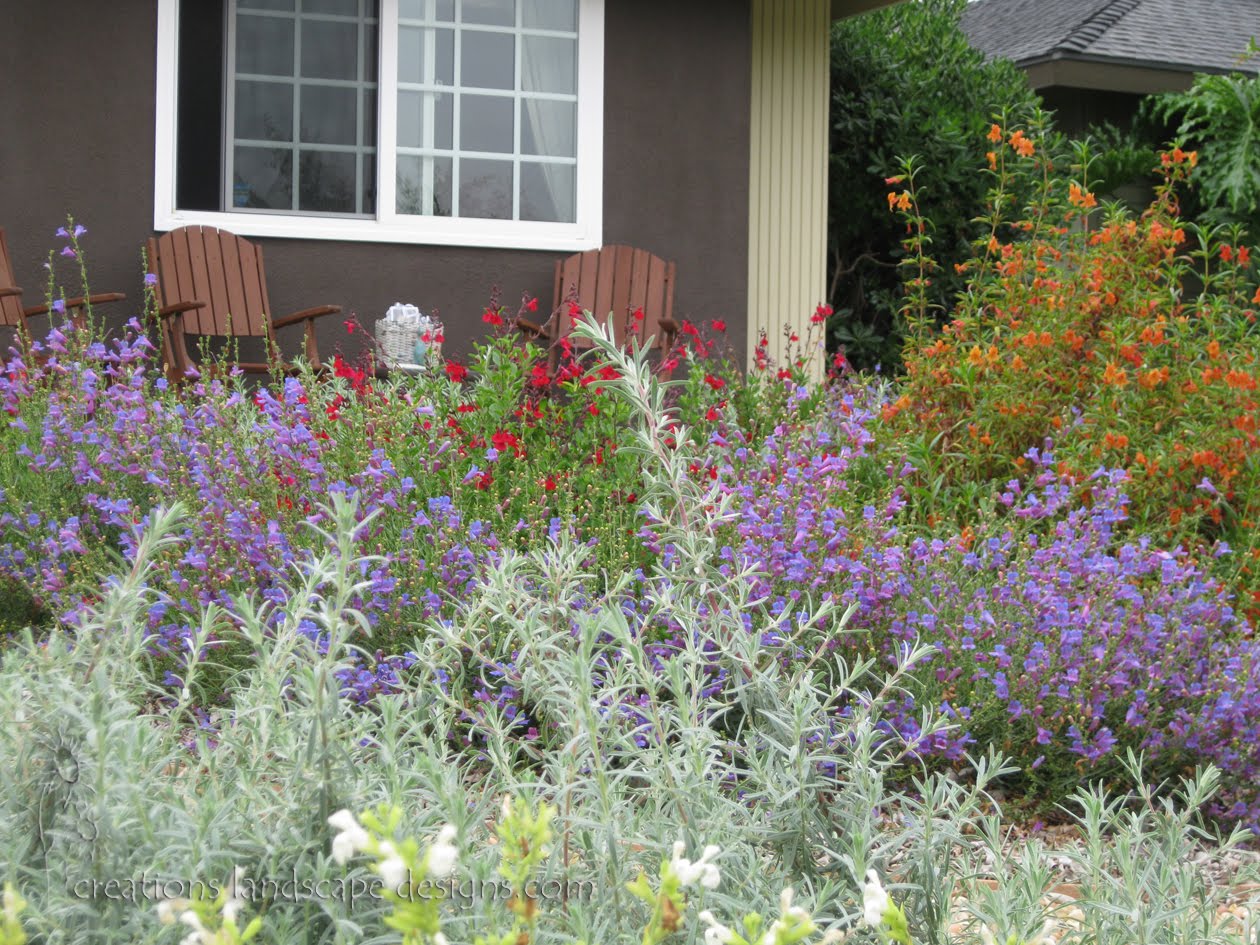 Rogers Gardens Xeriscape Front Yard