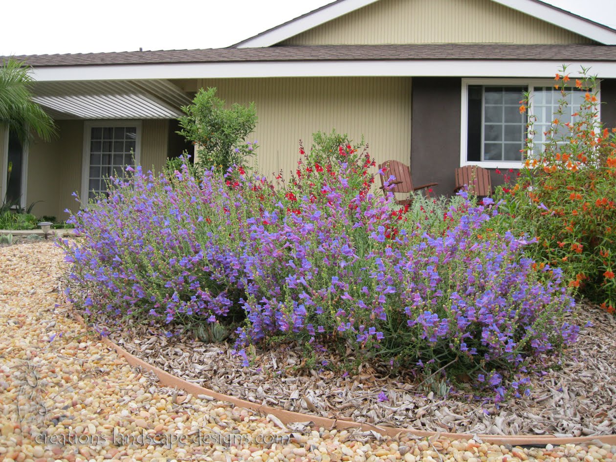 Rogers Gardens Xeriscape Front Yard