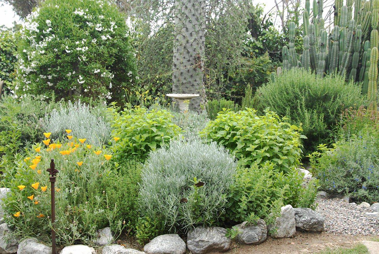 California Native Front Yard California Native Garden