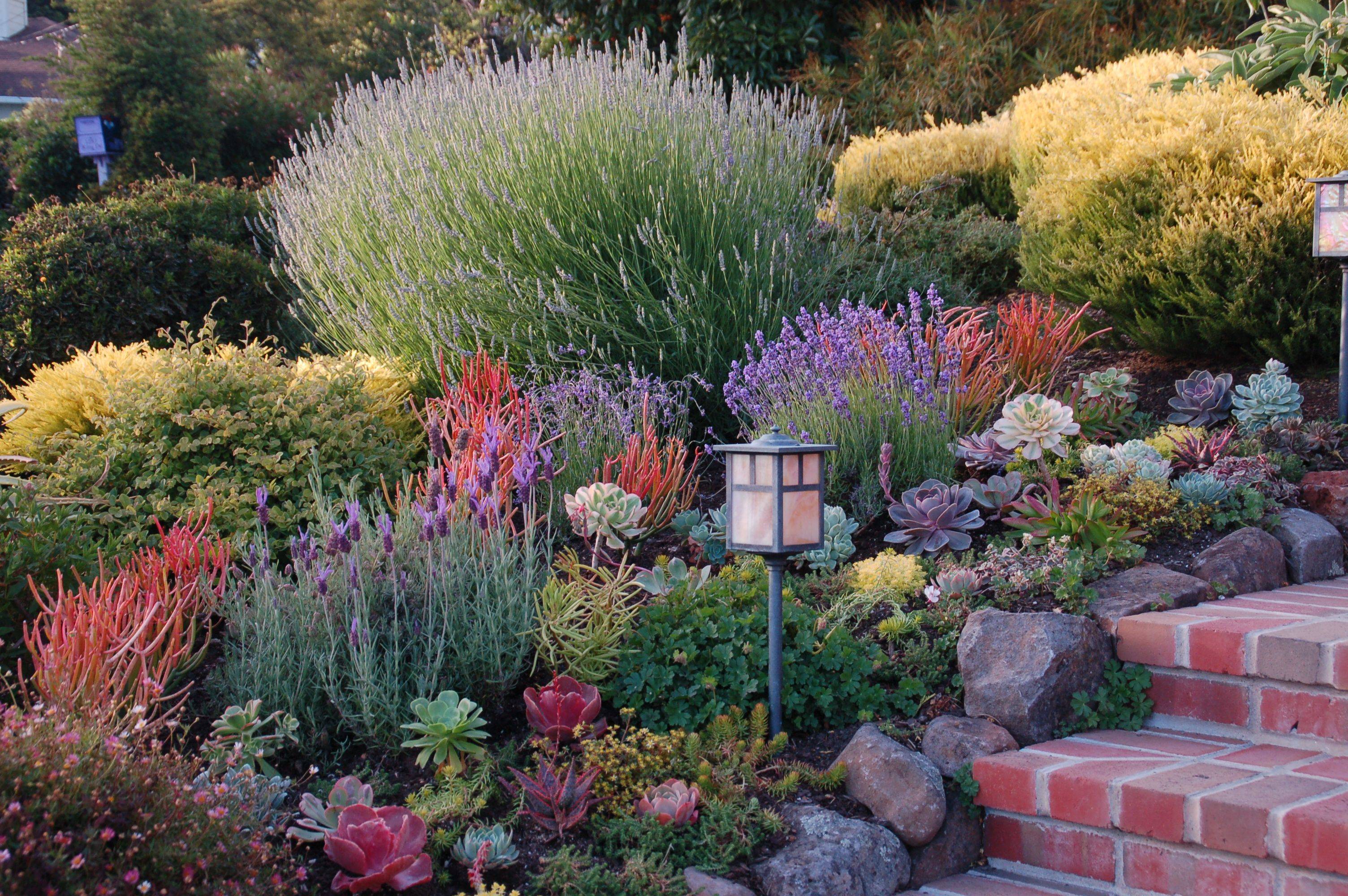 California Native Plant Soceity Garden Tour